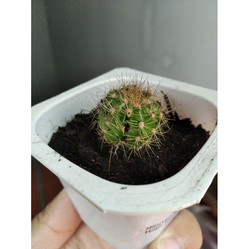 Xương rồng bá tử nhỏ