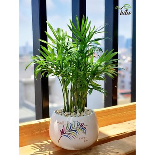 Cây Cau Tiểu Trâm Để Bàn