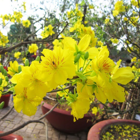 Hoa_Mai_Mỹ_Phẩm