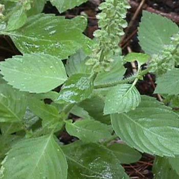 Hạt giống rau thơm Hương nhu trắng nhập Thái lan nguyên gói (Holy Basil)