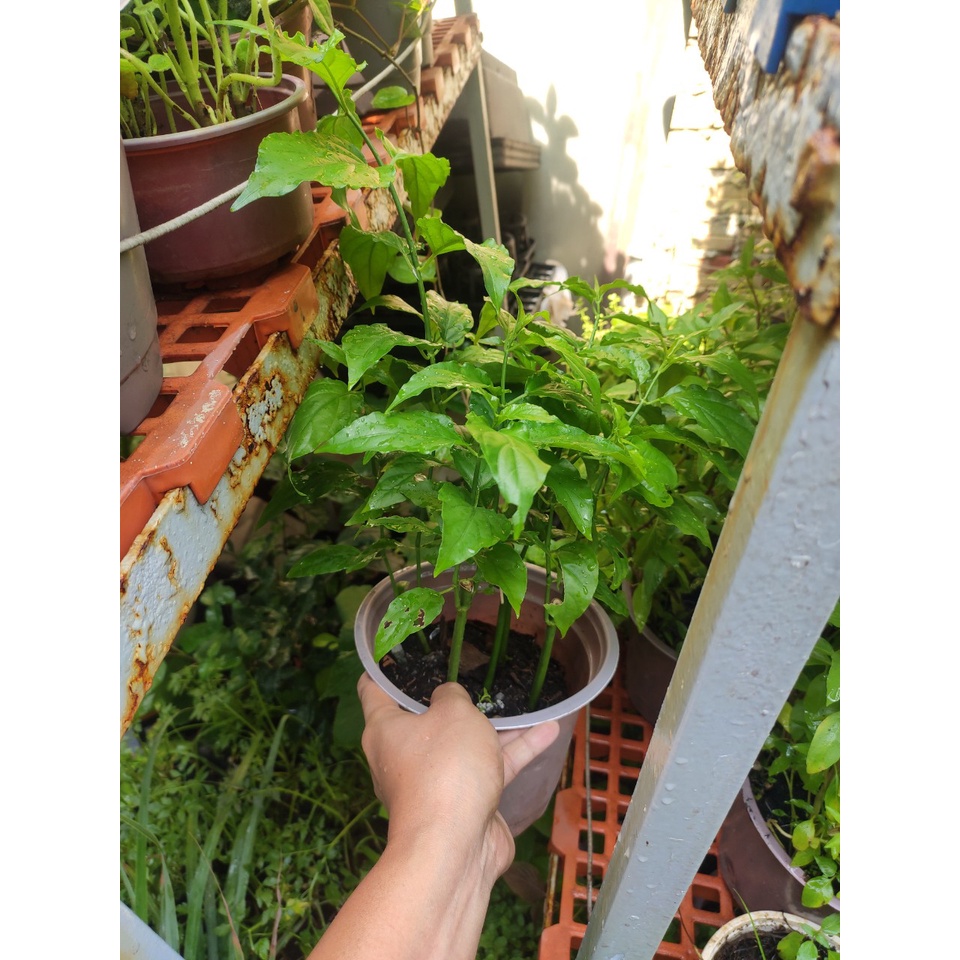Cây xương khỉ (bìm bịp) mảnh cộng, hay lá cầm, cây mộng cộng ưu độn thảo - Clinacanthus Nutans {hình thật}