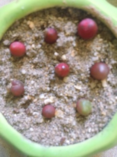 Cây Conophytum maughanii (Mua 2 tặng 1)