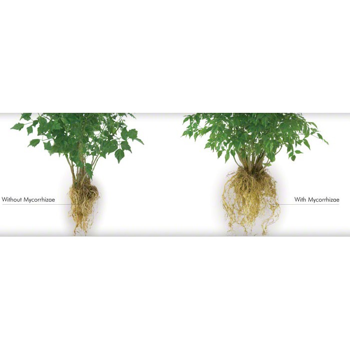Phân bón nấm rễ cộng sinh - kích thích ra rễ