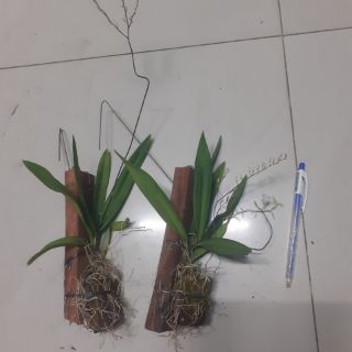Peru ghép gỗ trưởng thành