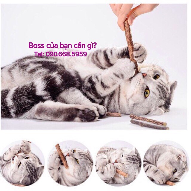 Set que gỗ catnip bạc hà cho mèo