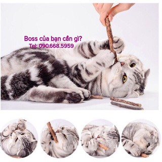 Set que gỗ catnip bạc hà cho mèo