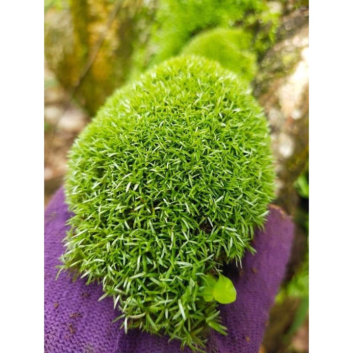Rêu octo, rêu cỏ hộp 10x15cm dùng làm tiểu cảnh terrarium, đắp chậu bonsai, làm tường rêu