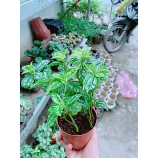 Cây Sao Băng Hay Hổ Nhĩ Trắng Hoặc Cây Lá Bạc