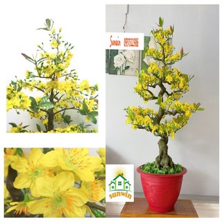 CHẬU HOA MAI BONSAI CAO 1M25-CÂY MAI GIẢ BM21