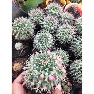 Xương rồng Sầu Riêng