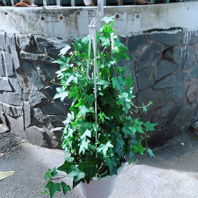 Chậu Cây Thường Xuân