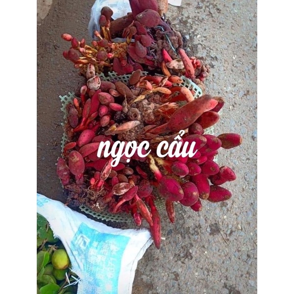 1kg NẤM NGỌC CẨU hàng đẹp