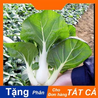 Hạt giống cải thìa trắng pak choy 10g