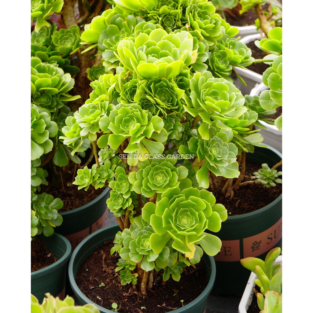 Sen đá Aeonium xanh GLASS GARDEN size đại 30cm nhiều đầu , thuần khí hậu Đà Lạt