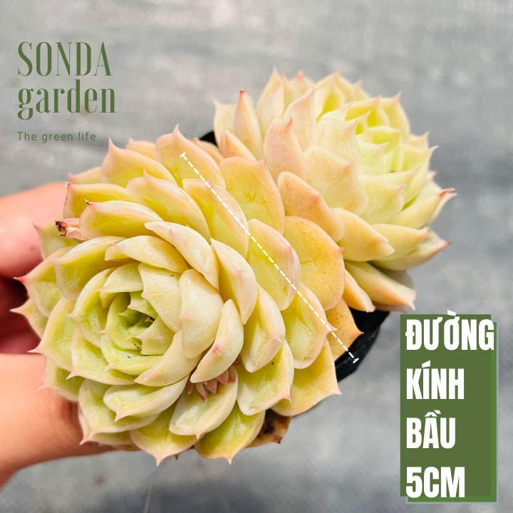 Sen đá ngọc bích SONDA GARDEN ép màu full nắng mưa size bé 5-8cm, lỗi 1 đổi 1