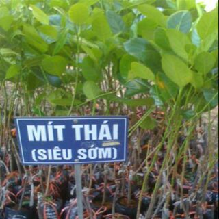 CÂY GIỐNG MÍT THÁI SIÊU SỚM(cây giống to đẹp )