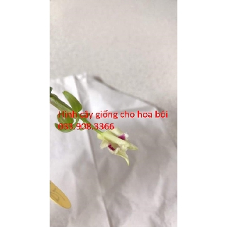 hoa lan giống 5 cánh trắng phú thọ đã có hoa bói PT013