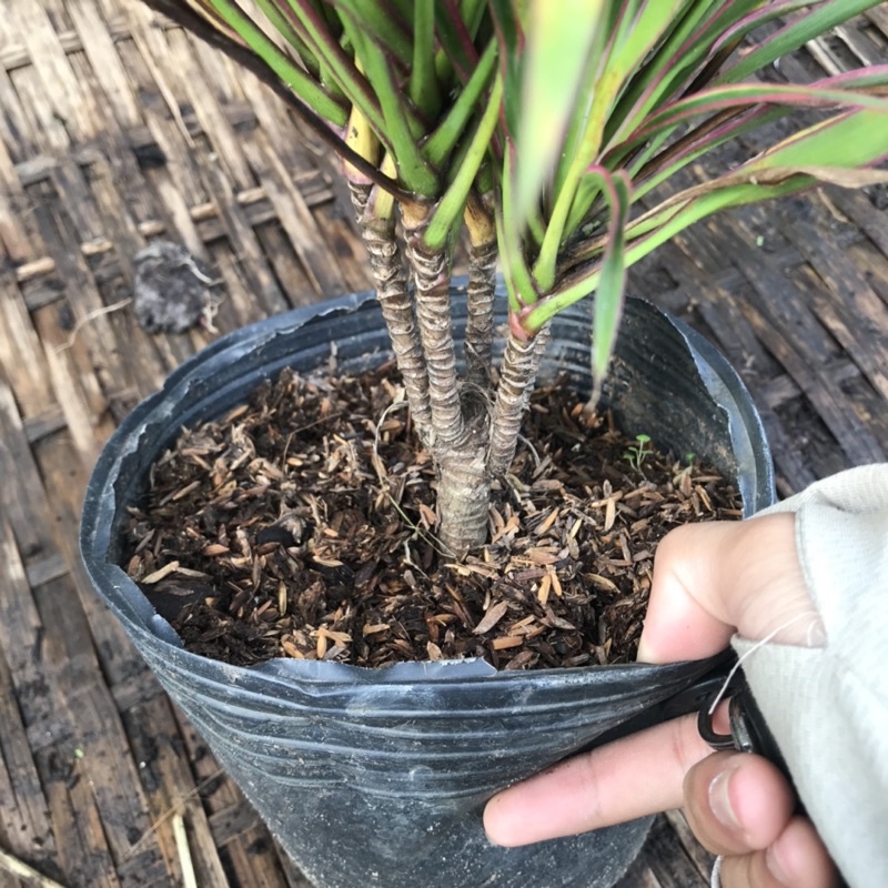 Cây ánh dương trồng công trình cao 20-25cm như ảnh