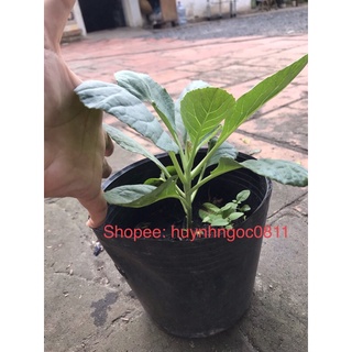 cây rau cải rổ
