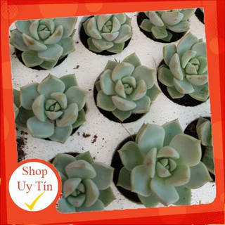 Sen đá hoa hồng trắng vĩ🍏 |FREESHIP| 🔥 XỨ NÓNG, ĐÃ THUẦN KHÍ HẬU, KHOẺ ĐẸP 🍏 LỖI 1 ĐỔI 1