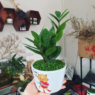 Cây kim tiền - size bé