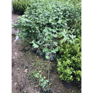 CÂY NGÂN HẠNH