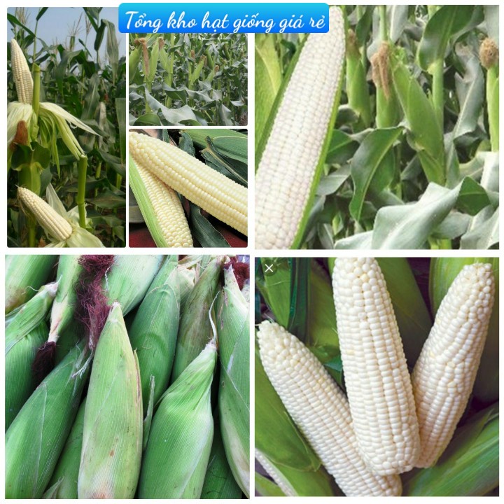 ( Gói 50 hạt ) Hạt giống ngô nếp bắp cao sản dễ trồng kháng bệnh tốt năng suất cao-Tổng kho hạt giống giá rẻ