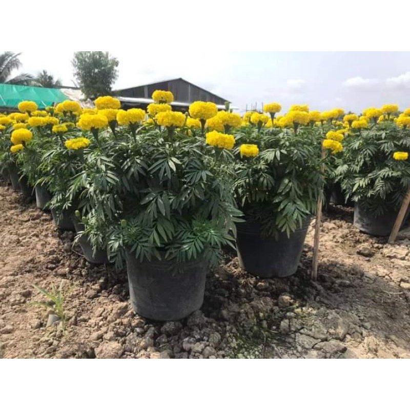 200 hạt giống cúc vạn thọ mỹ