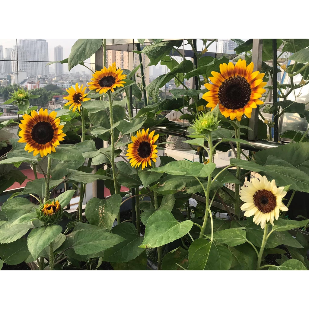 Hạt giống hoa hướng dương Mỹ Bicolor - tỷ lệ nảy mầm 95%