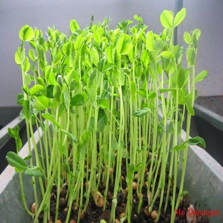 Hạt giống Rau Mầm Đậu Hà Lan Dễ Trồng, Thơm, Ngọt (gói 50 gram) - Hạt Giống Rạng Đông