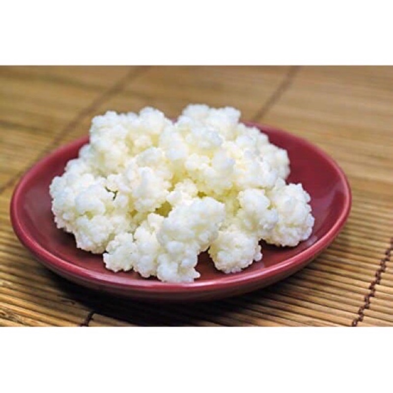 Nấm kefir - men sữa chua ( cam kết thành công )