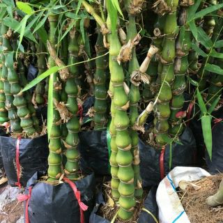 Cây trúc phật bà