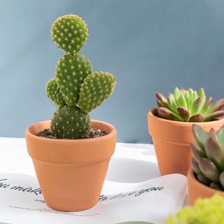 🌸xương rồng tai thỏ🌼, 🌵🌵🌵freeship_cây để bàn cute giúp giảm stress decor bàn làm việc