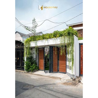 Cây 🌲 Cúc Tầng Ấn Độ
