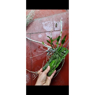 Trầm trắng bảng