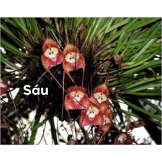 hoa lan mặt khỉ