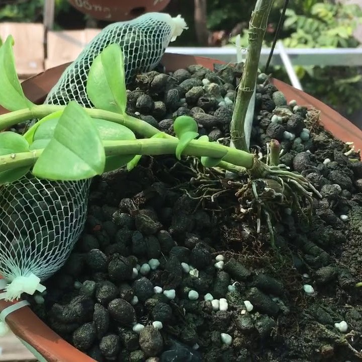 Phân dê đã qua xử lý - phân bón lan, cho rau, hoa kiểng 50g