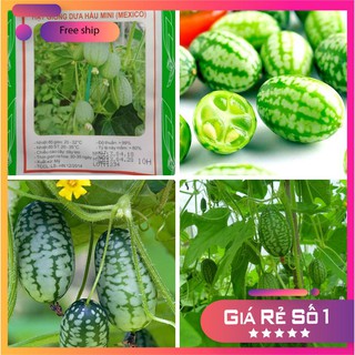 HẠT GIỐNG DƯA HẤU MINI - 10 hạt LUCKY.VN