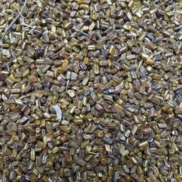 5kg Hạt muồng muồng