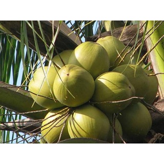 Cây giống dừa tam quan