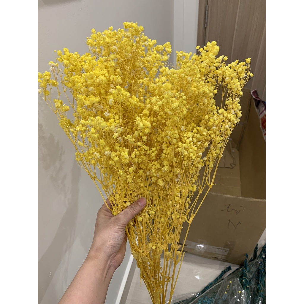 Hoa Baby Khô - Quà Tặng Hoa Khô, Decor Trang Trí