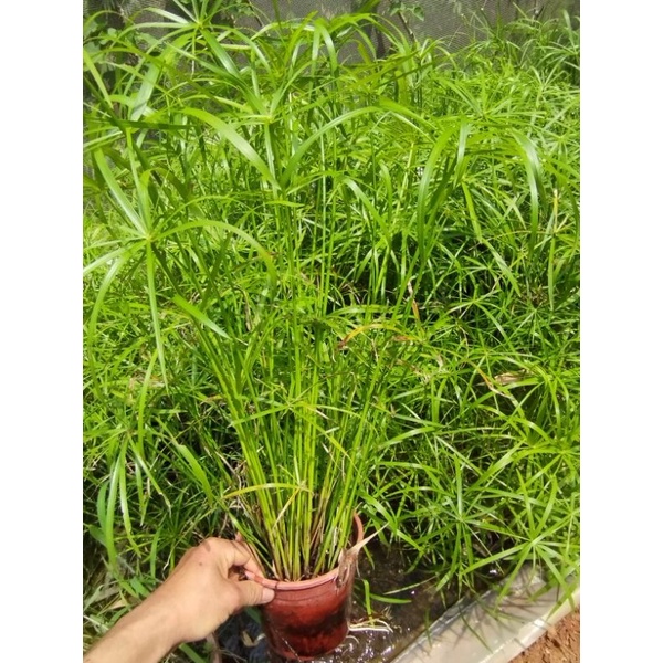 Cây thủy trúc