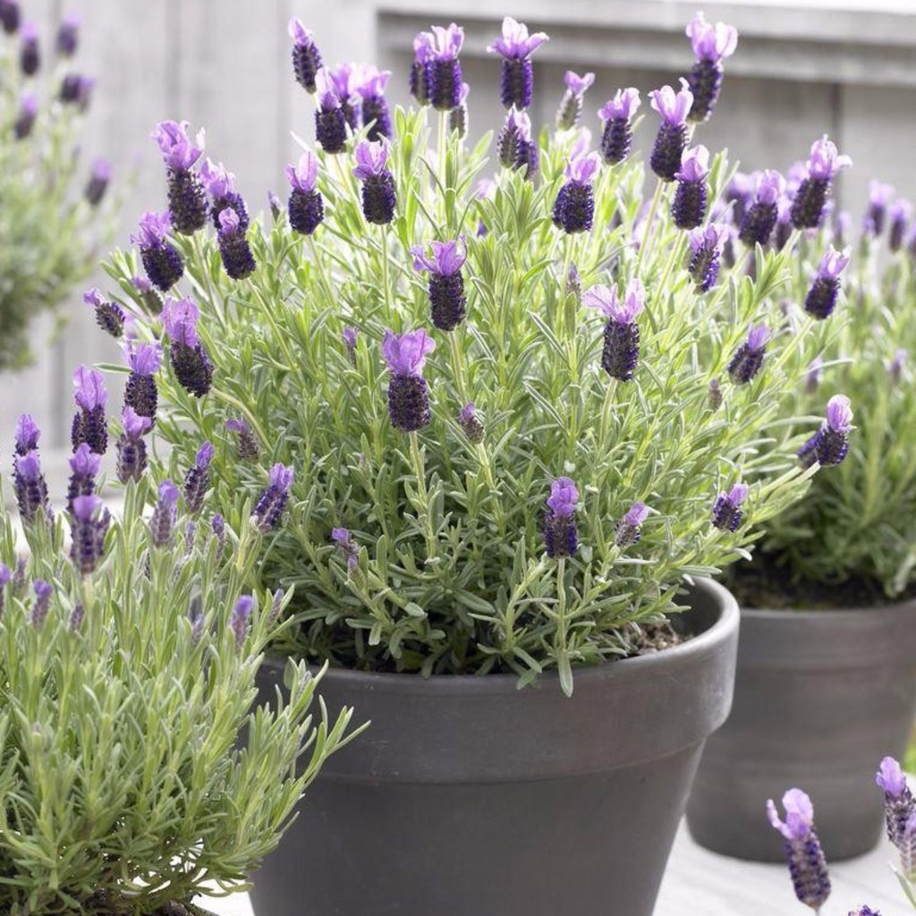 Bán Hạt giống hoa lavender -ship toàn quốc