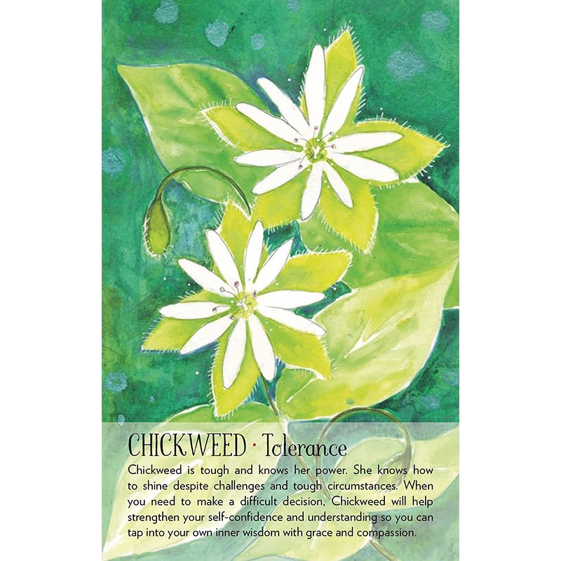 Bộ Bài Soulflower Plant Spirit Oracle  - Bài Gốc Authentic Chính Hãng 100%