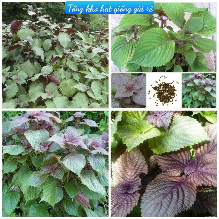 (Gói 300 hạt)Hạt giống tía tô dễ trồng kháng bệnh tốt năng suất cao