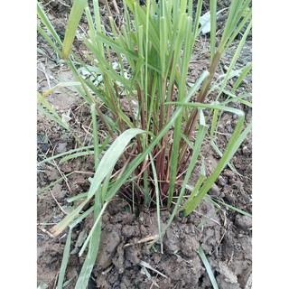 SẢ TÍM (CITRONELLA) SỨC SỐNG CAO