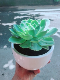 Chậu Sen Đá Xanh Đất Size Đại