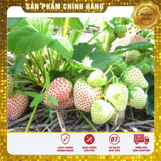-31k Combo hạt giống dâu tây + cúc châu phi