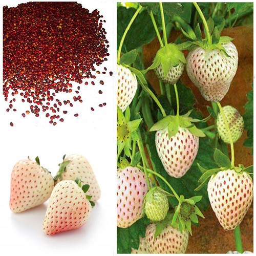 Hạt giống Dâu tây Trắng 50 Hạt