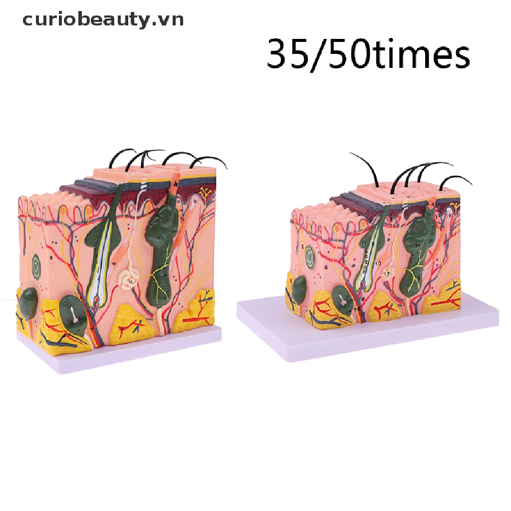 Mô Hình Cấu Trúc Da Người Chất Lượng Cao 35 / 50